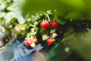 Reife Erdbeeren auf dem Feld zum Selberpflücken in Ruggell